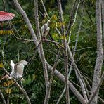 Roseate Spoonbill II