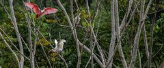 Roseate Spoonbill II