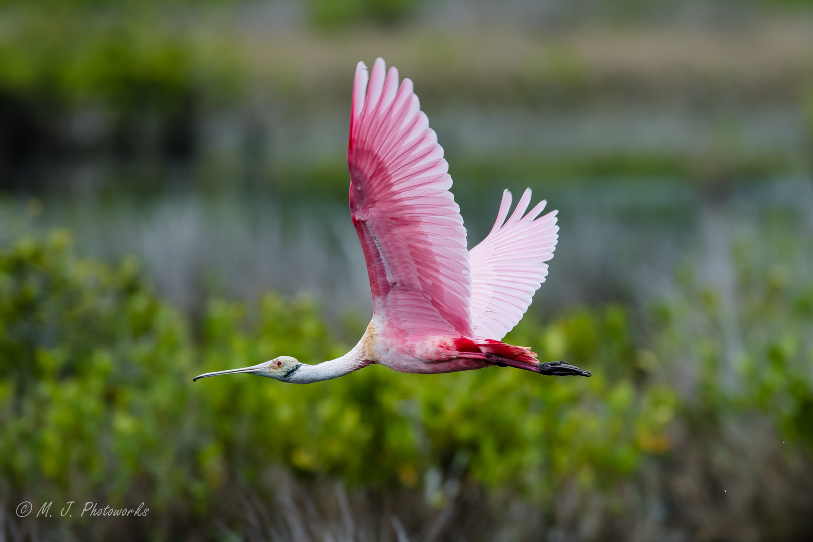 Roseate Spoonbill in flight