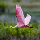 Roseate Spoonbill in flight