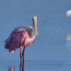 Roseate Spoonbill / Rosa Löffler