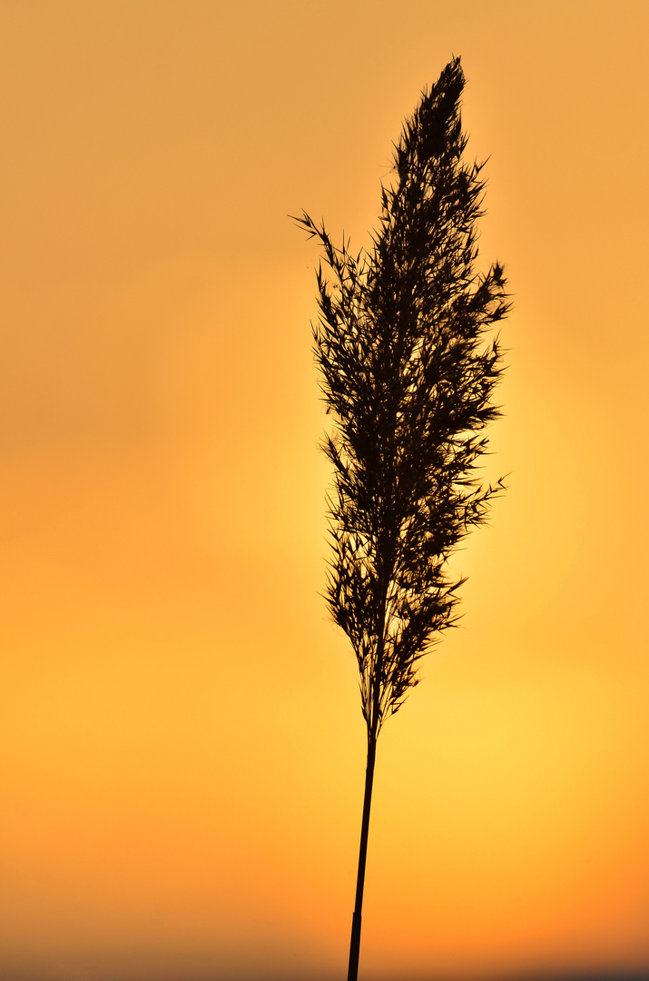 Roseau au couché de soleil