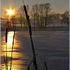 Roseau du soir - Lac de Michelbach