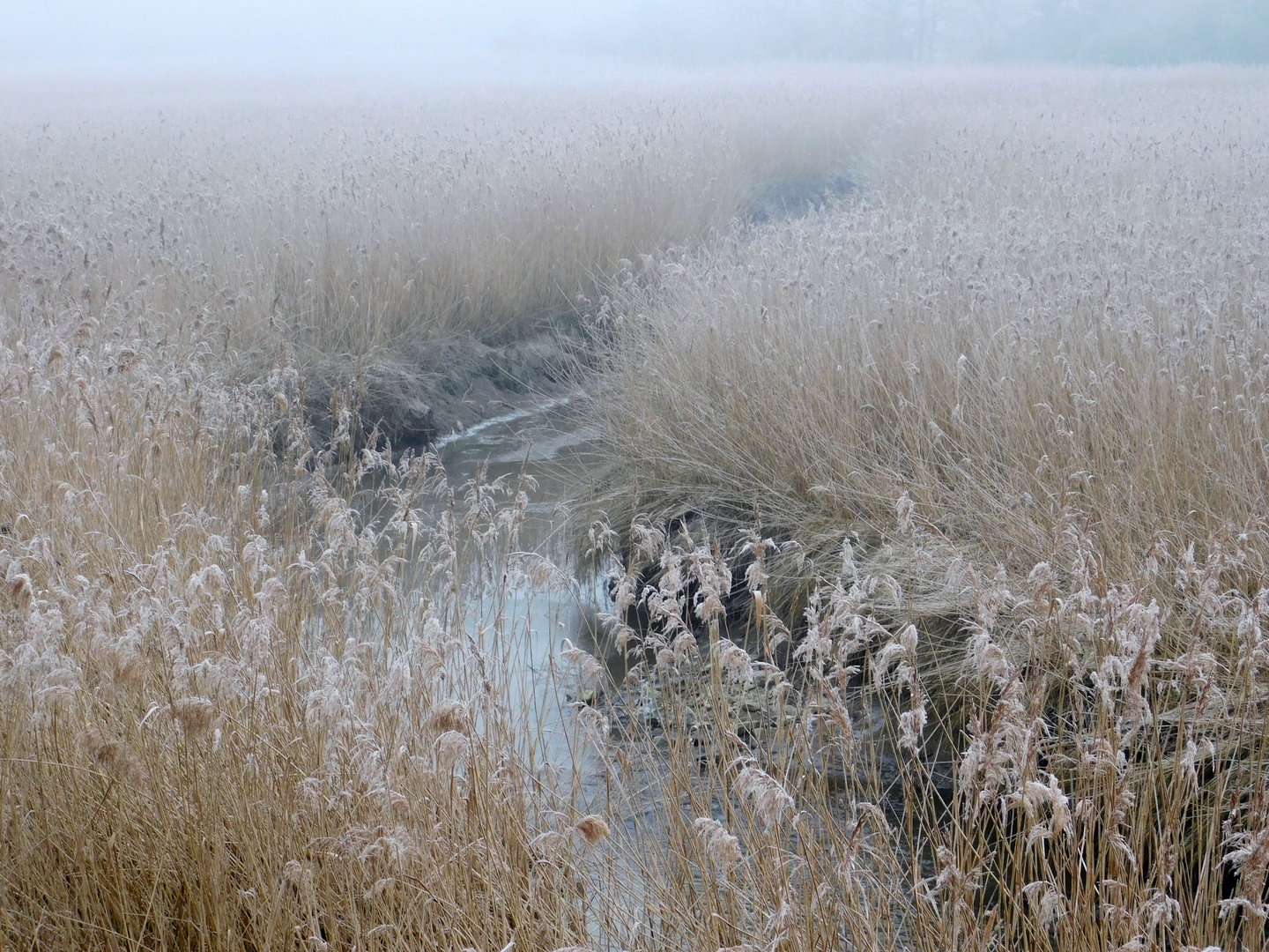 Roseaux et étang en hiver