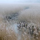 Roseaux et étang en hiver