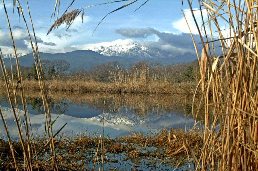 roseaux et montagnes