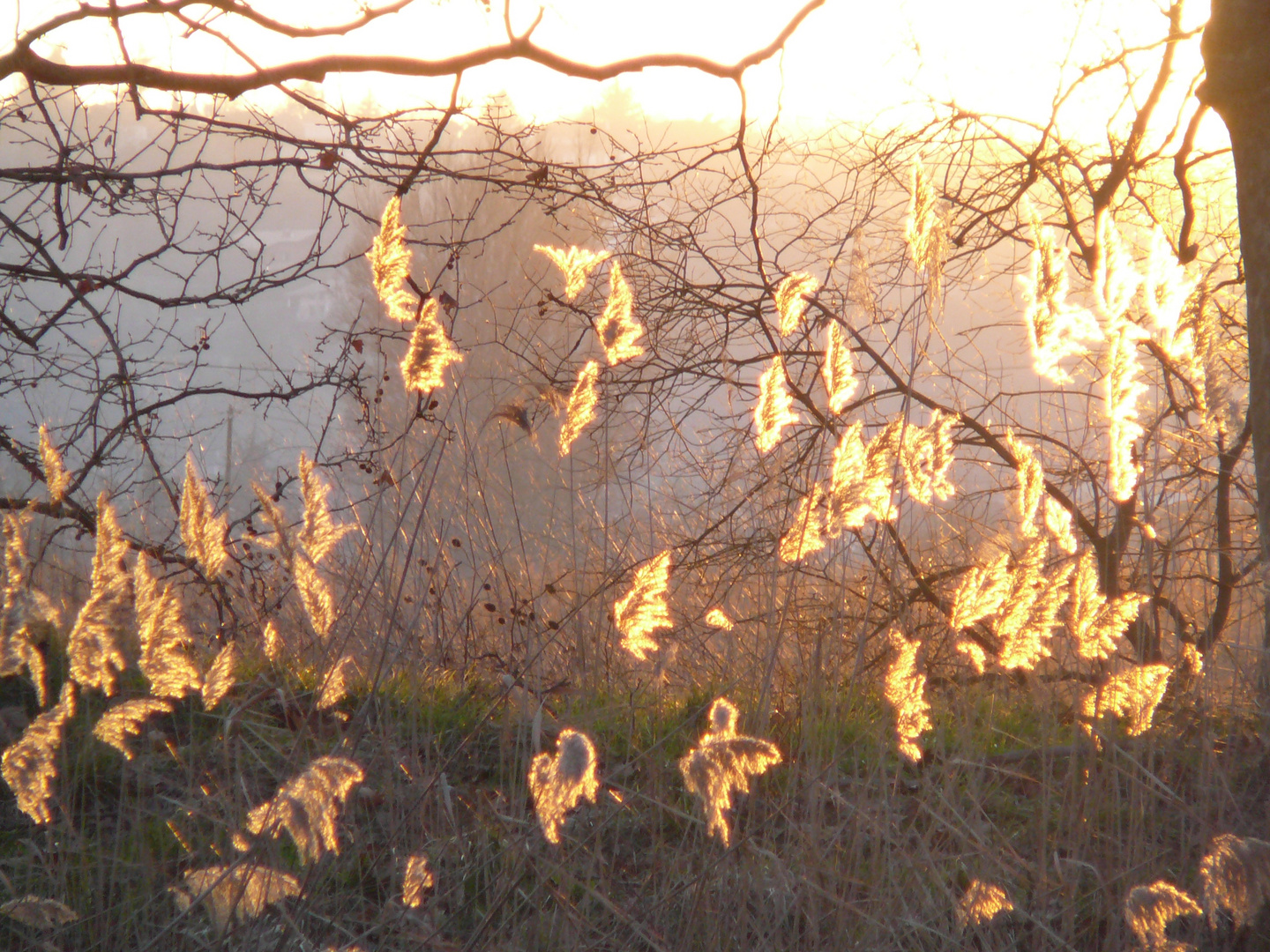 Roseaux flamboyants