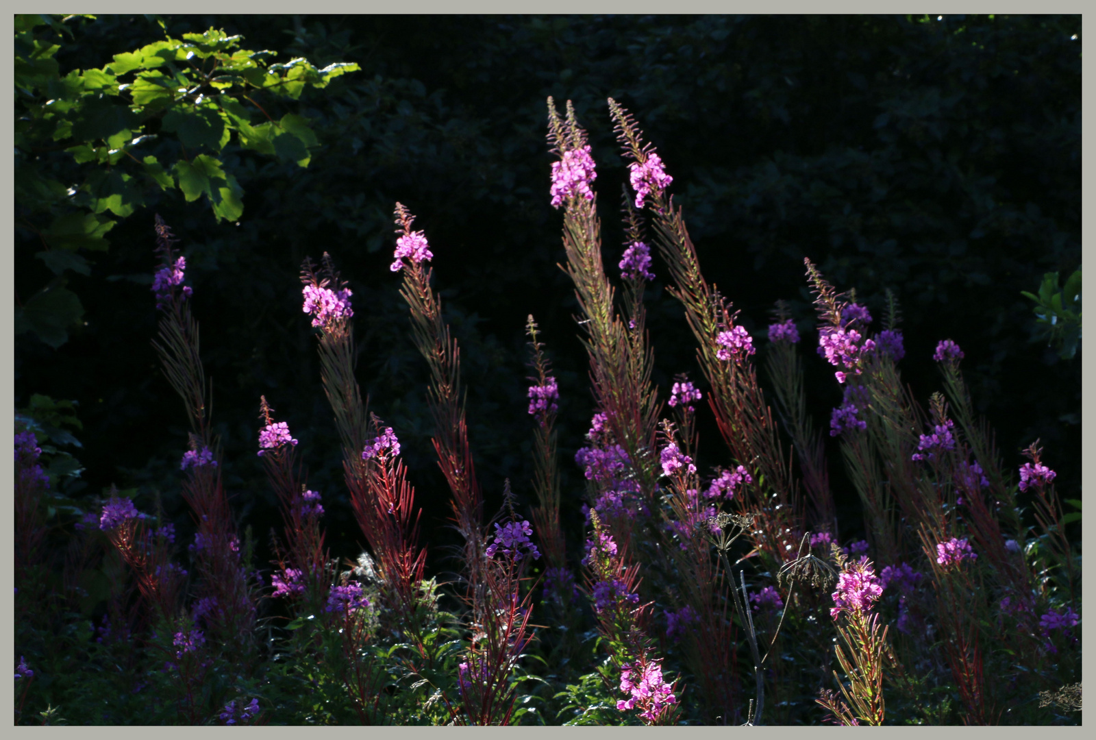 rosebay willowherb 2 near belford