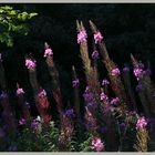 rosebay willowherb 2 near belford