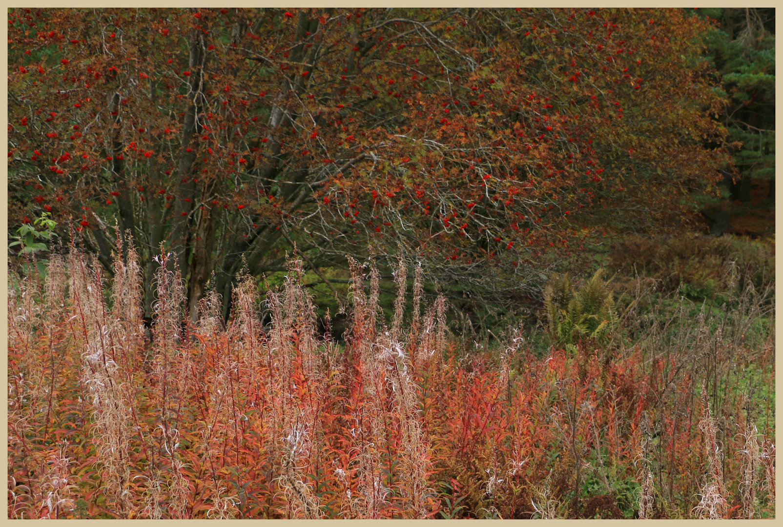 rosebay willowherb