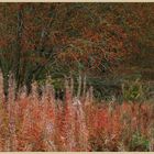 rosebay willowherb