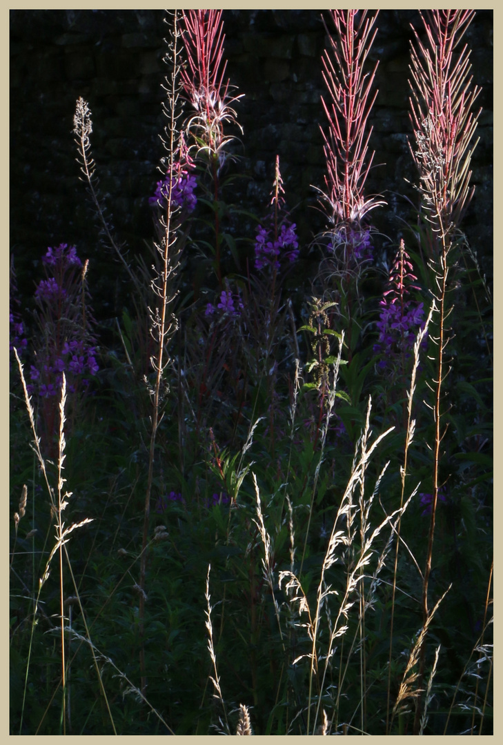 rosebay willowherb 5 at bay bridge