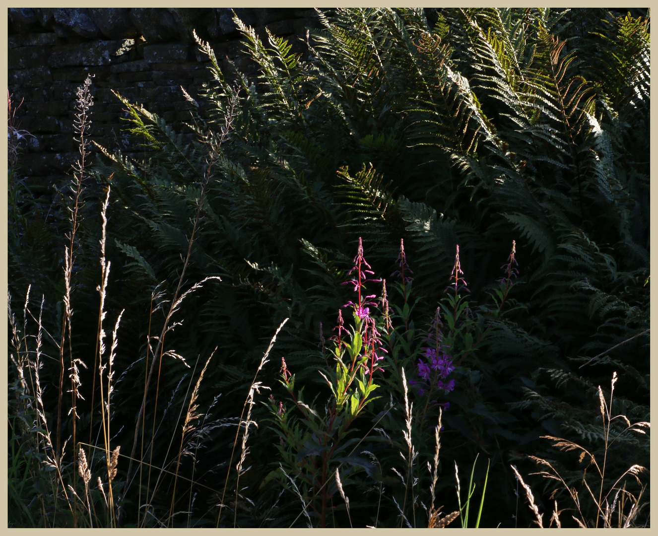 rosebay willowherb 9 at bay bridge