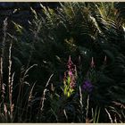 rosebay willowherb 9 at bay bridge