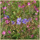 rosebay willowherb and meadow cranesbill