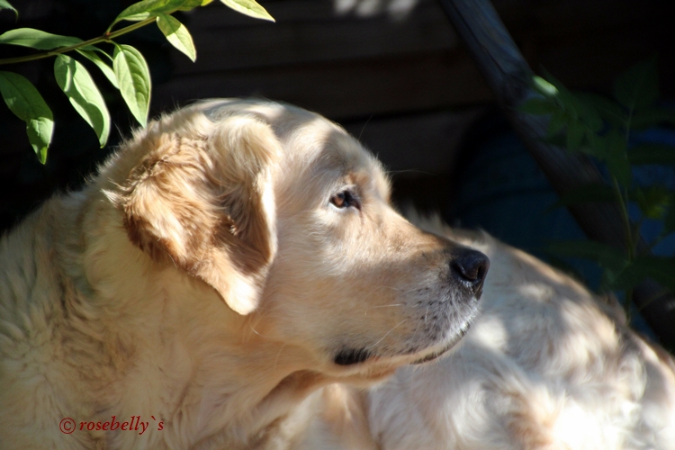 Rosebelly`s A Lonely Boy "Finn"