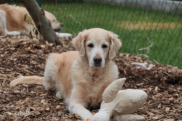 Rosebellys Golden Retriever