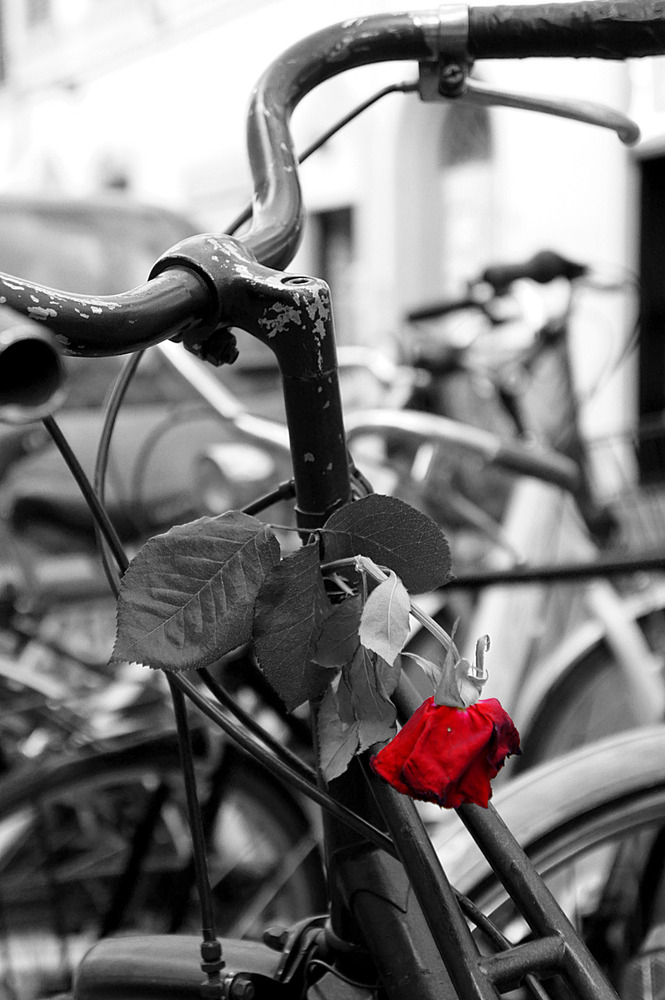 Rose&bike