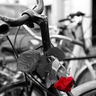 Rose&bike