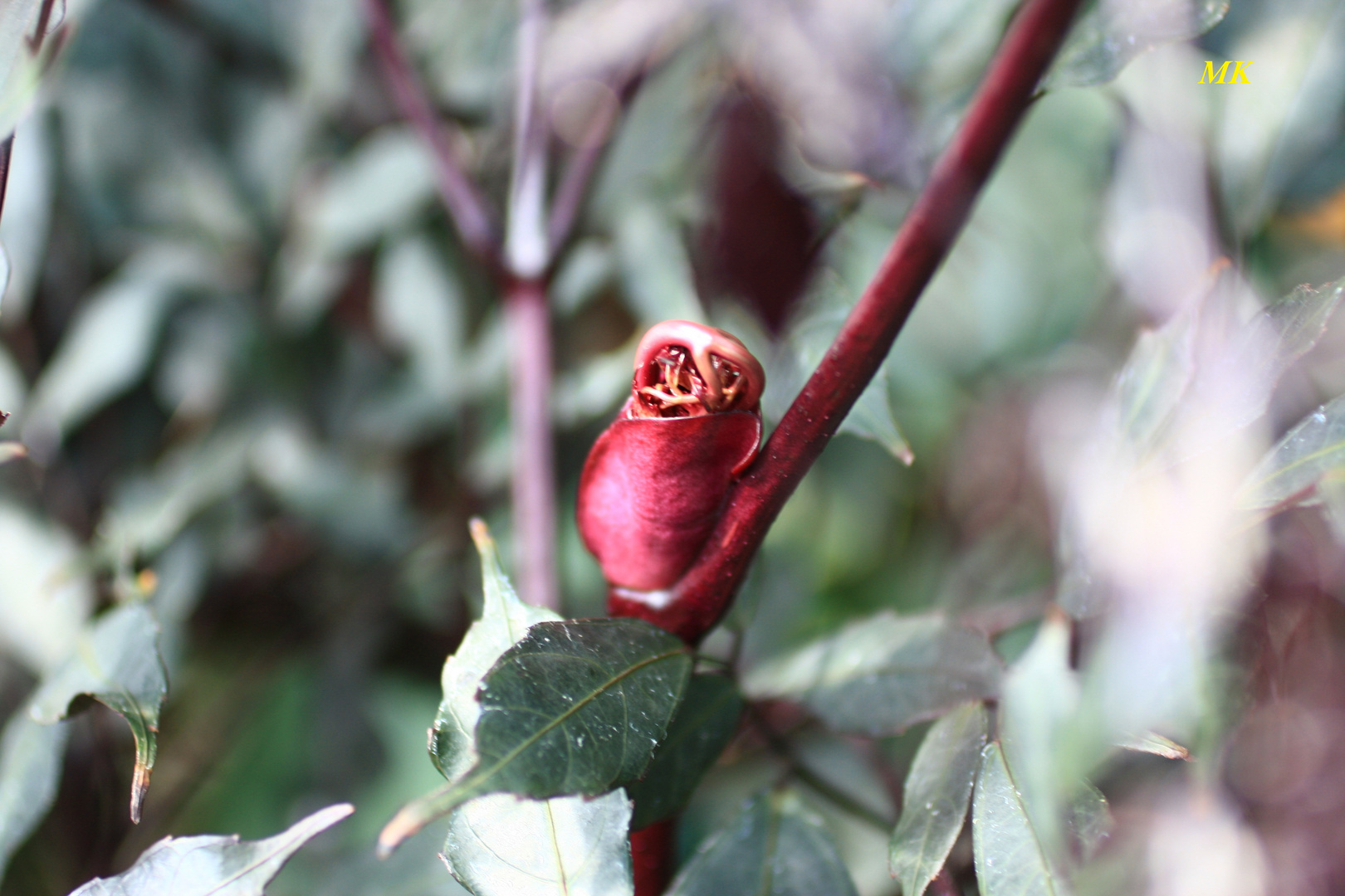 Rosebud