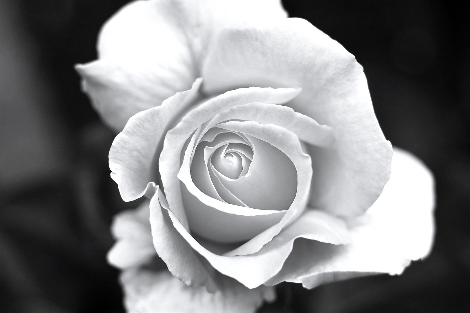 RoseBW