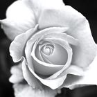 RoseBW