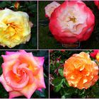 " ROSE"...die Königin der Blumen.!