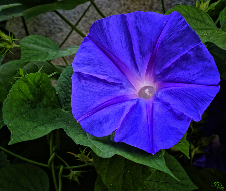 Rosée à coeur