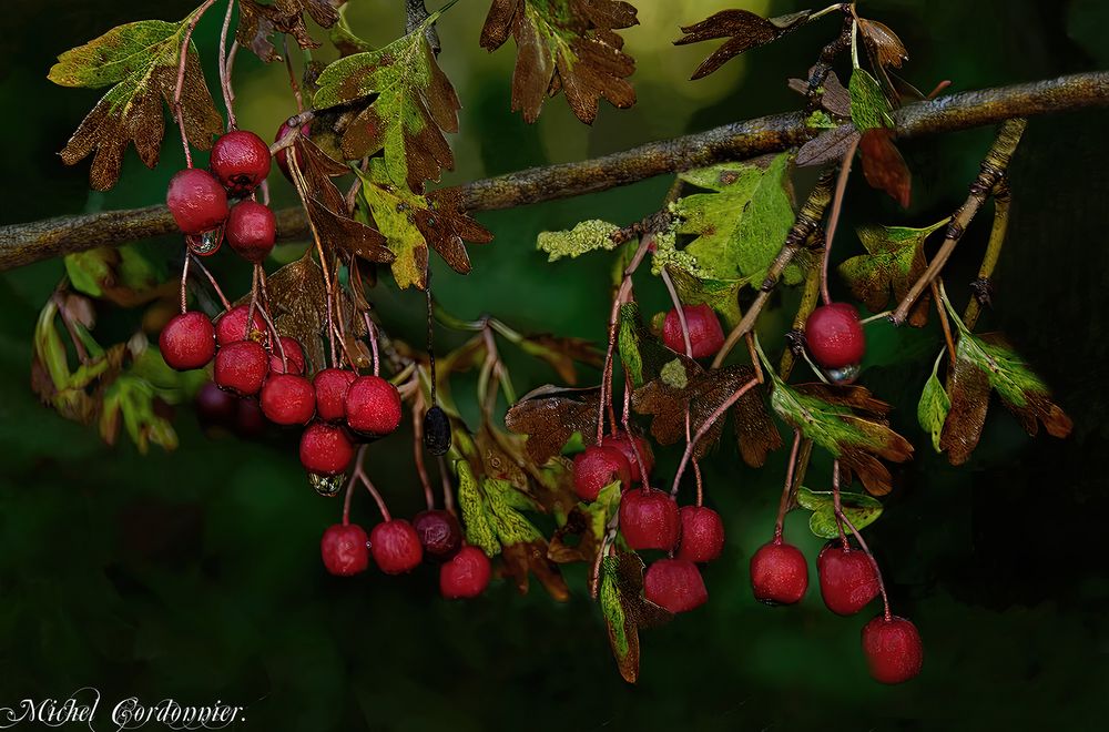 Rosée automnale.