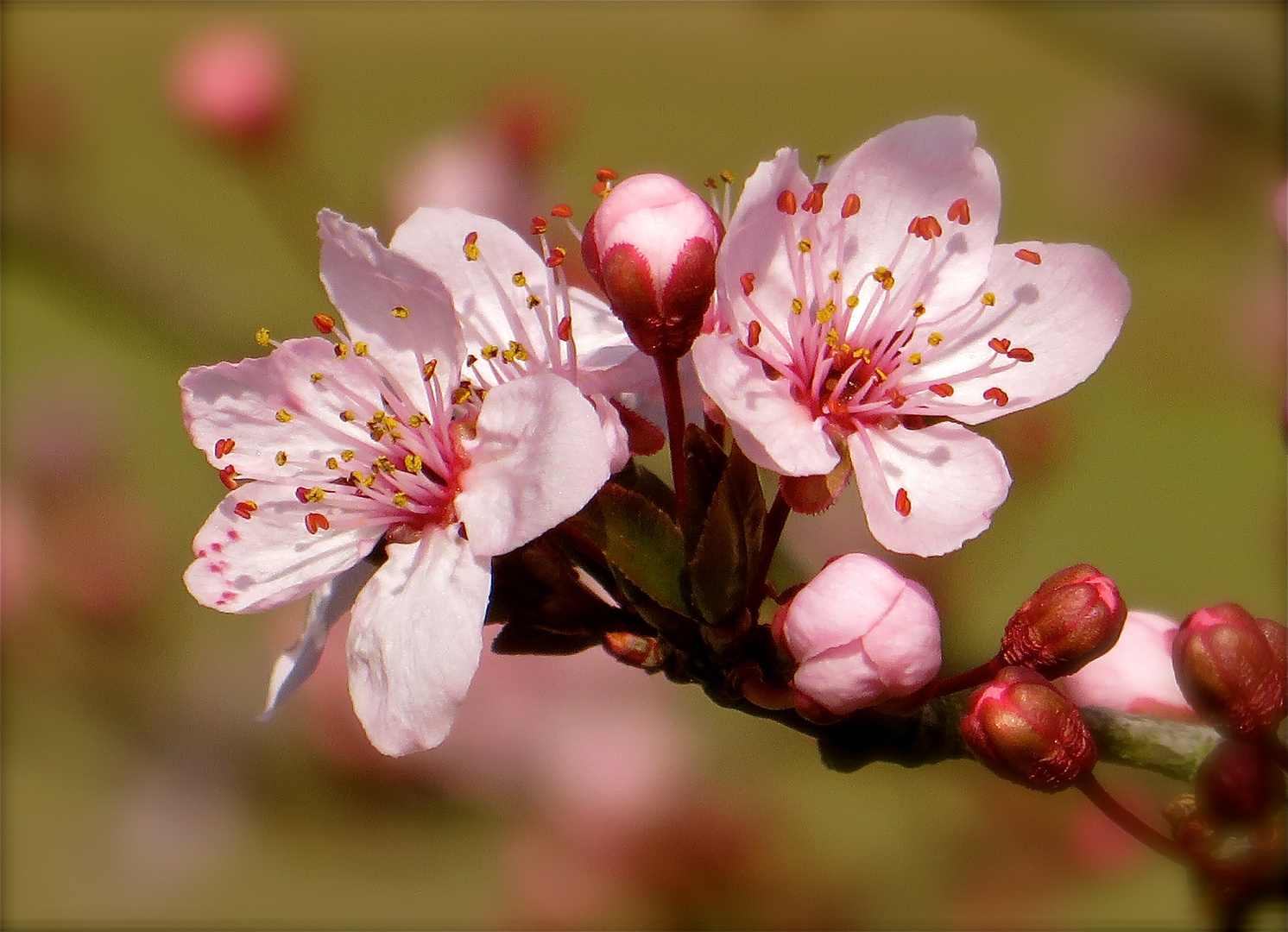 ... rosée boutons !!!...