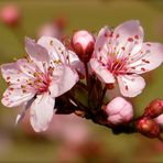 ... rosée boutons !!!...