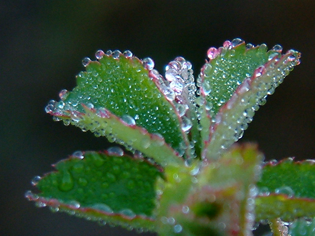 rosée d' hiver