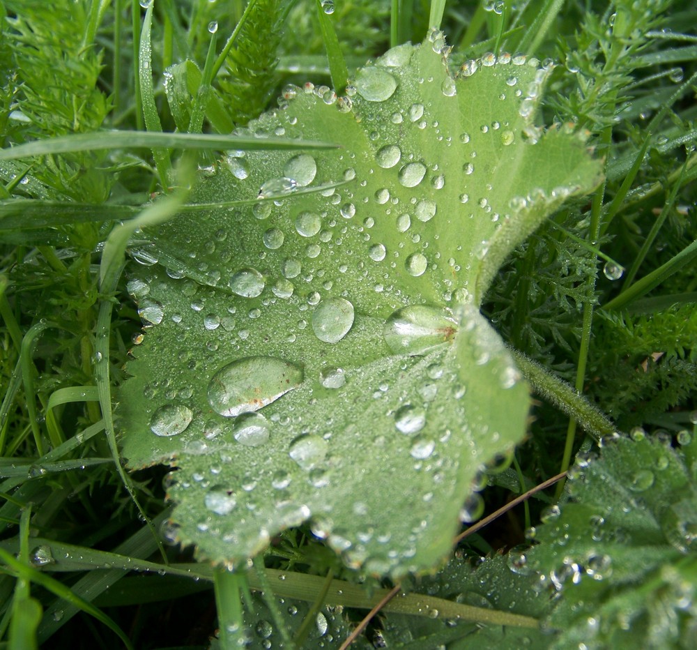 rosée de printemps