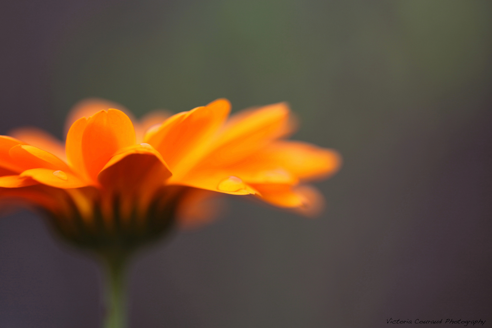 Rosée du matin