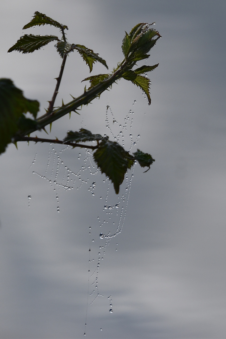 Rosée du matin