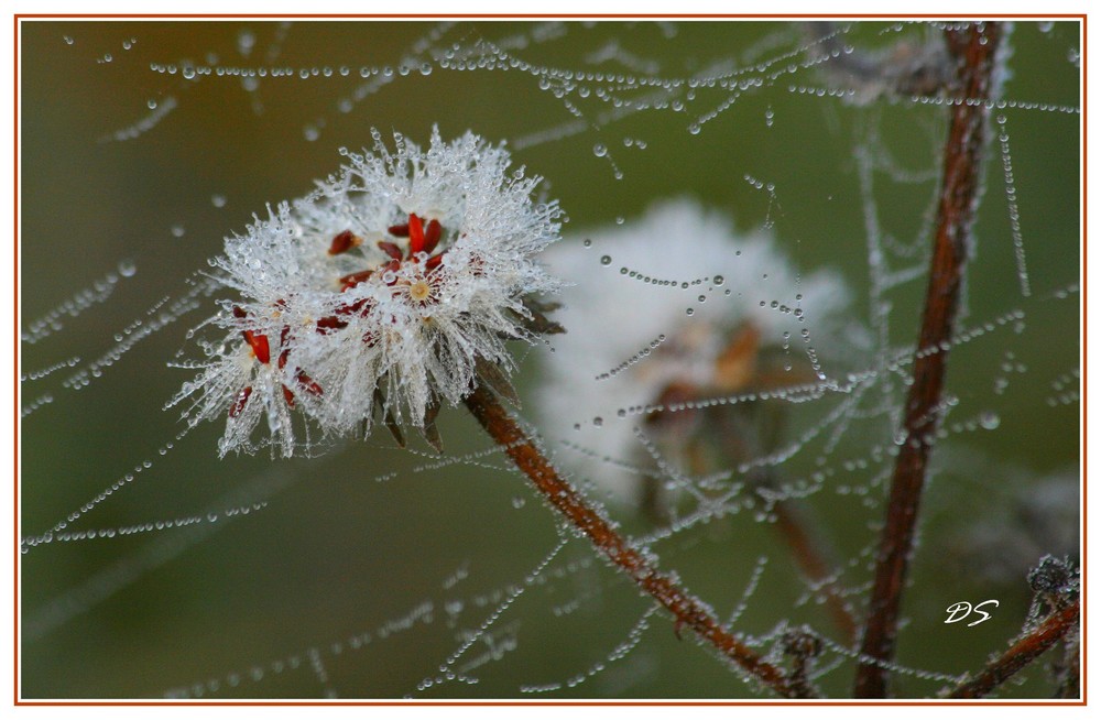 Rosée du matin