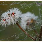 Rosée du matin