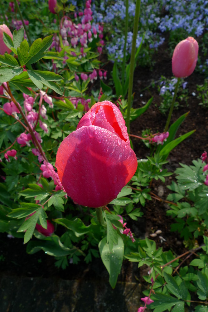 Rosée du matin