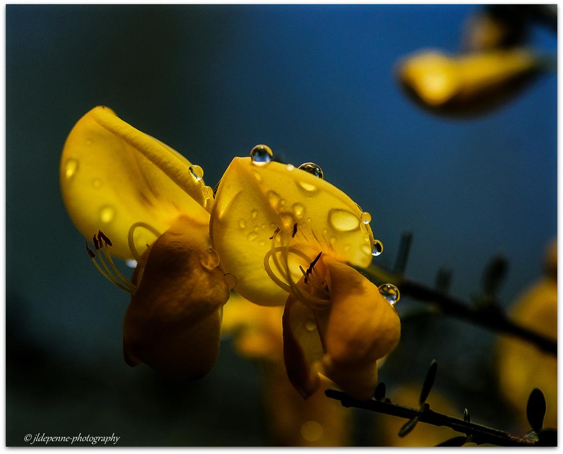 Rosée du matin