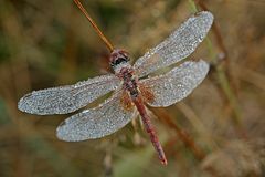 rosée du matin !!