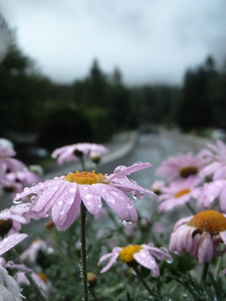 Rosée du matin