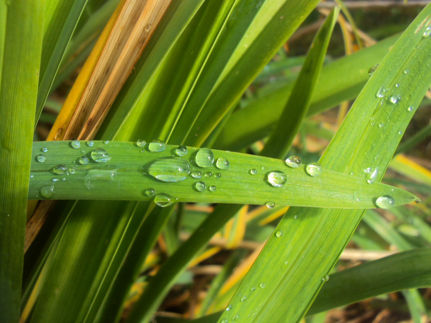 Rosée du matin