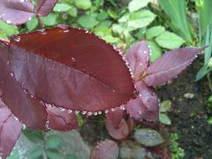 rosée du matin