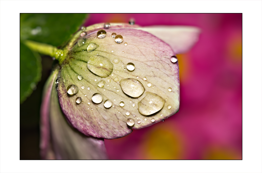 Rosée du matin