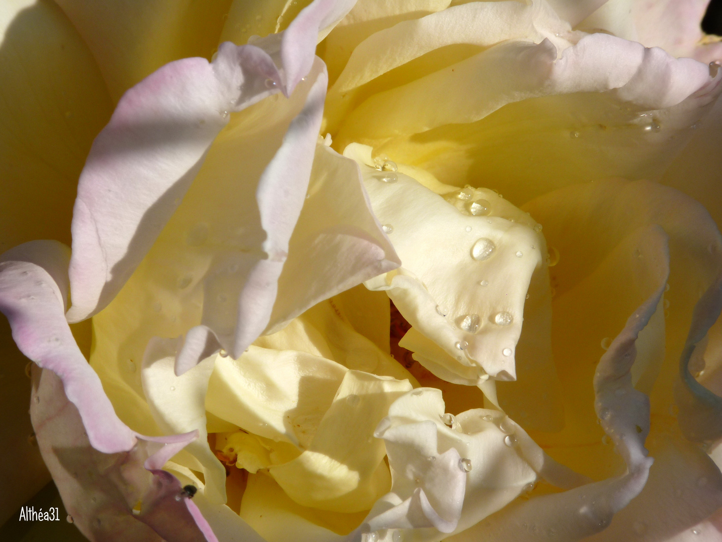 Rosée du matin