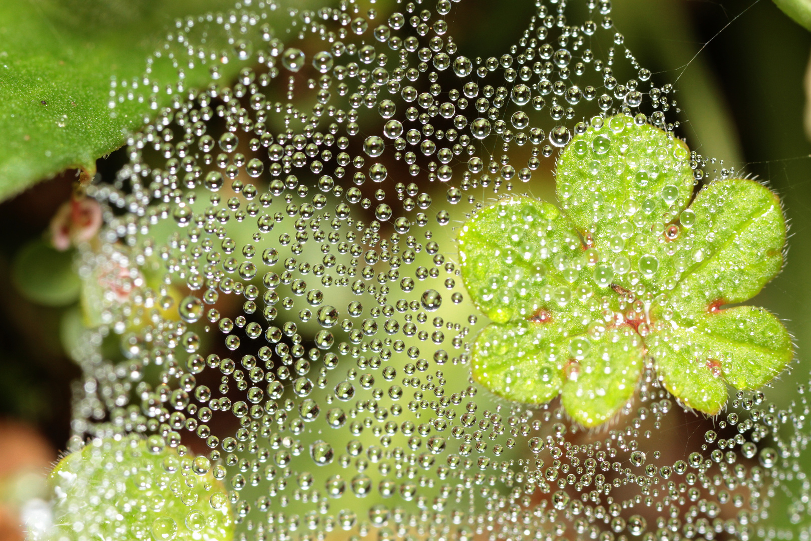 Rosée du Matin