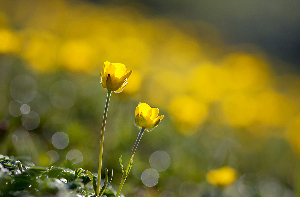 Rosée du matin