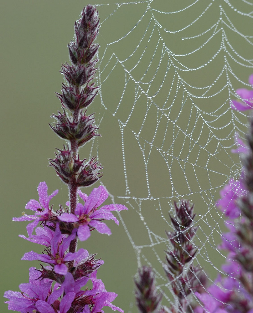 Rosée du matin