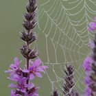 Rosée du matin