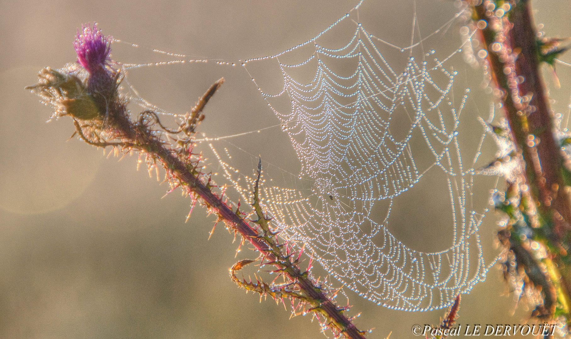 rosée du matin